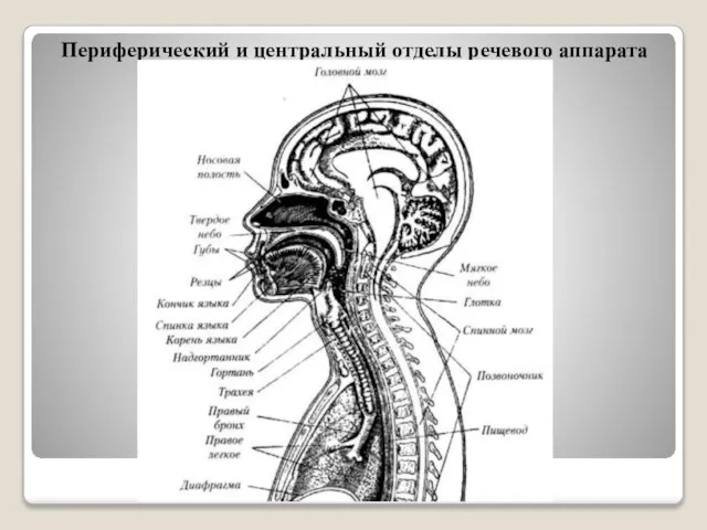 Периферический и центральный отделы речевого аппарата