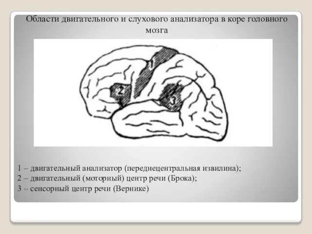 Области двигательного и слухового анализатора в коре головного мозга 1 –
