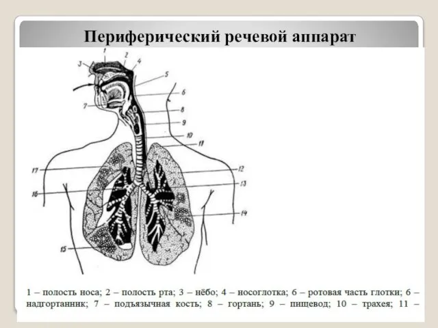 Периферический речевой аппарат