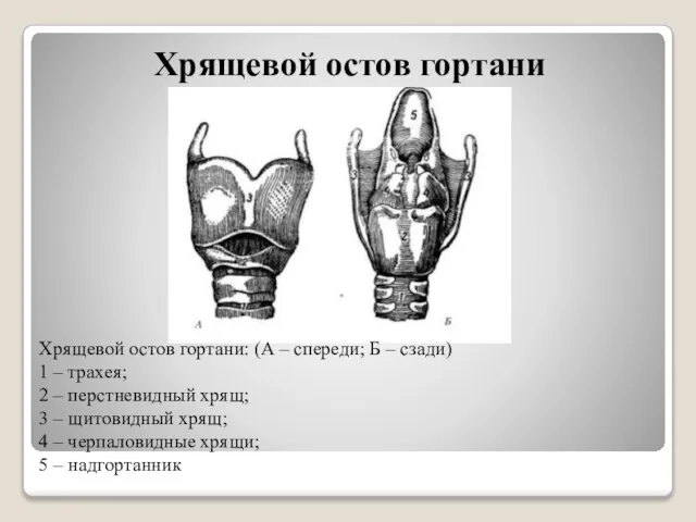 Хрящевой остов гортани Хрящевой остов гортани: (А – спереди; Б –