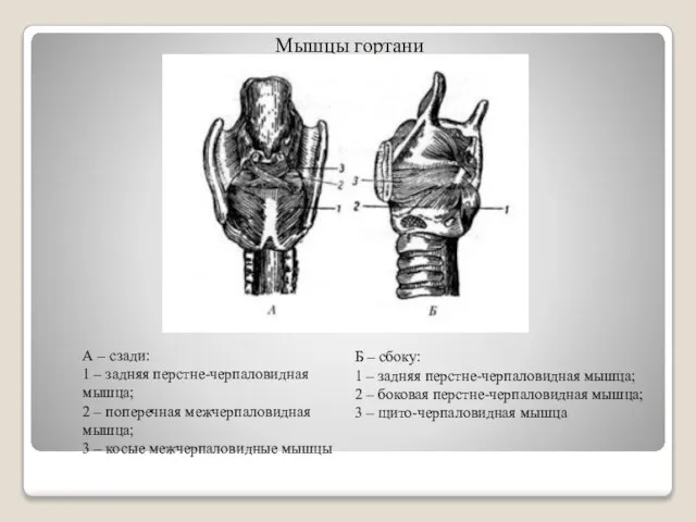 Мышцы гортани А – сзади: 1 – задняя перстне-черпаловидная мышца; 2