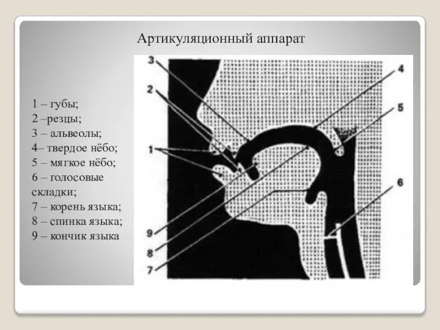 Артикуляционный аппарат 1 – губы; 2 –резцы; 3 – альвеолы; 4–