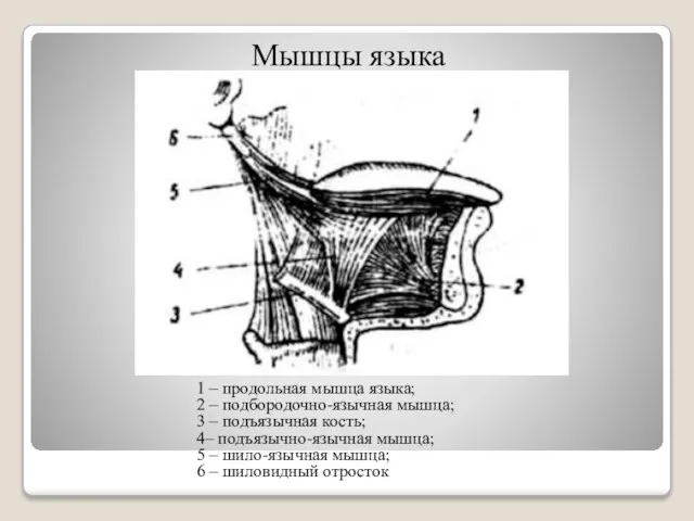 Мышцы языка 1 – продольная мышца языка; 2 – подбородочно-язычная мышца;