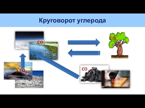 Круговорот углерода CO2 CO2 CO2 CO2