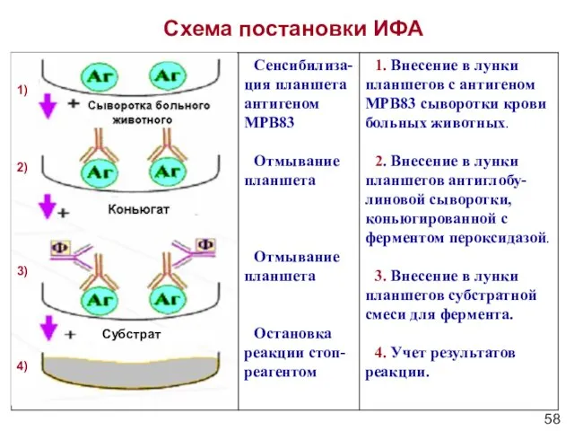 Антиген МРВ83 Схема постановки ИФА 1) 2) 3) 4) Субстрат 58