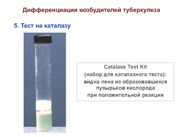 Дифференциация возбудителей туберкулеза 5. Тест на каталазу