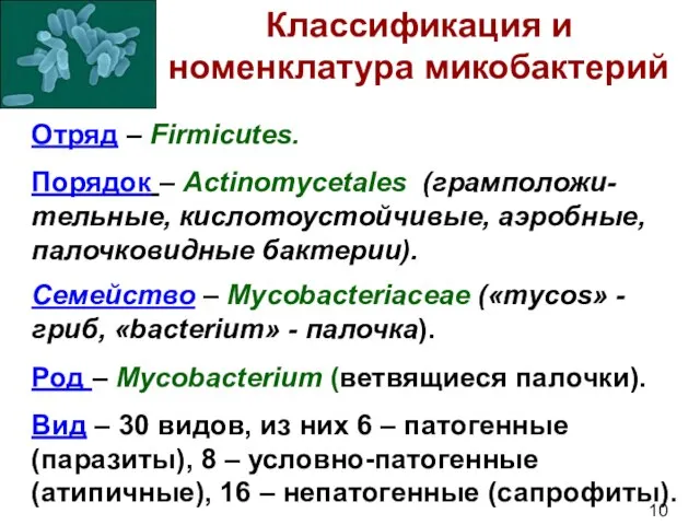 Классификация и номенклатура микобактерий Отряд – Firmicutes. Порядок – Actinomycetales (грамположи-тельные,