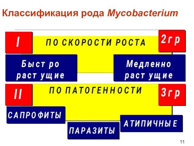 Классификация рода Mycobacterium 11