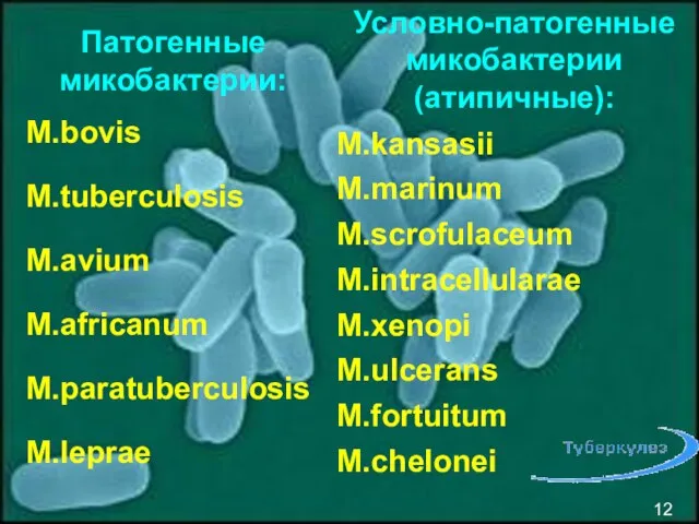 Патогенные микобактерии: M.bovis M.tuberculosis M.avium M.africanum M.paratuberculosis M.leprae Условно-патогенные микобактерии (атипичные):