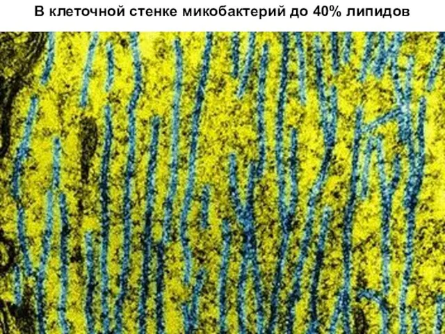 В клеточной стенке микобактерий до 40% липидов