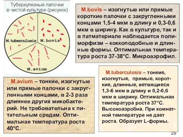 29 M.bovis – изогнутые или прямые короткие палочки с закругленными концами