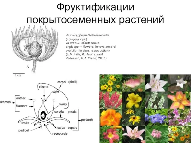 Фруктификации покрытосеменных растений Реконструкция Williamsoniella (средняя юра) из статьи «Cretaceous angiosperm