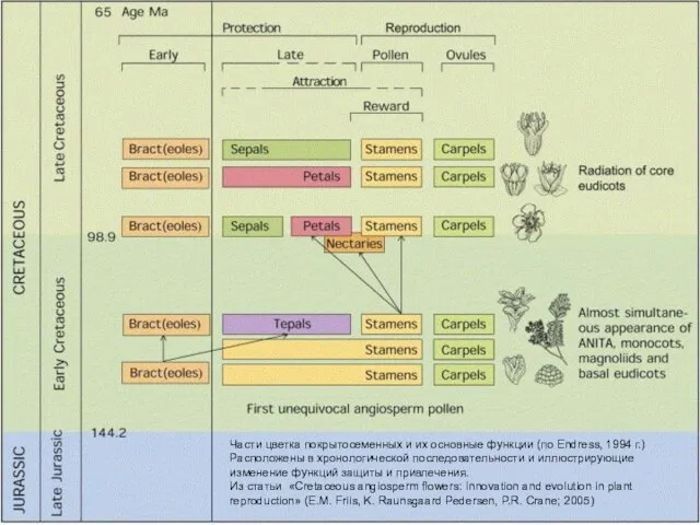 Части цветка покрытосеменных и их основные функции (по Endress, 1994 г.)