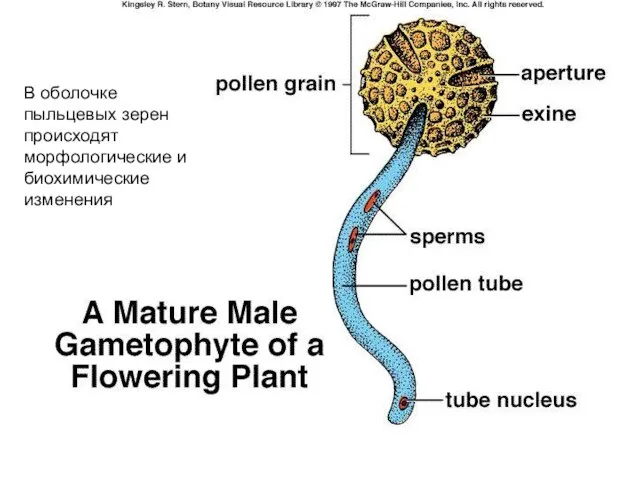 В оболочке пыльцевых зерен происходят морфологические и биохимические изменения