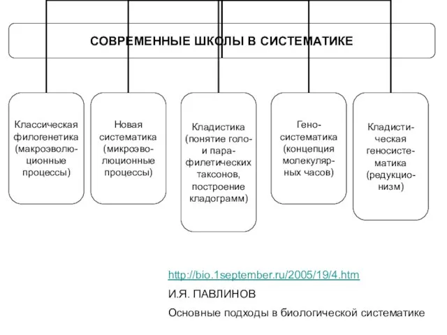 http://bio.1september.ru/2005/19/4.htm И.Я. ПАВЛИНОВ Основные подходы в биологической систематике