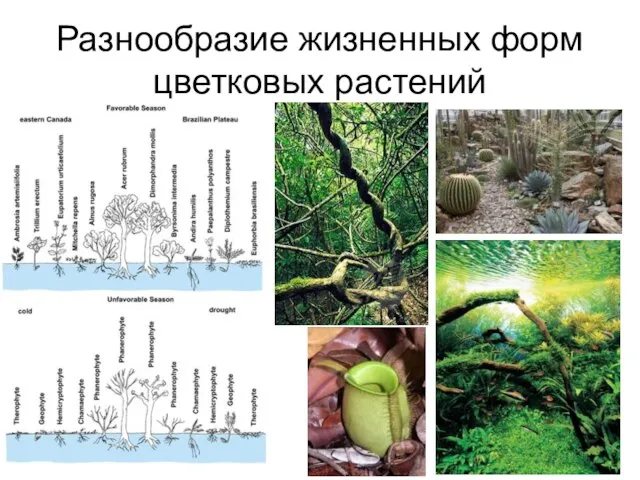 Разнообразие жизненных форм цветковых растений