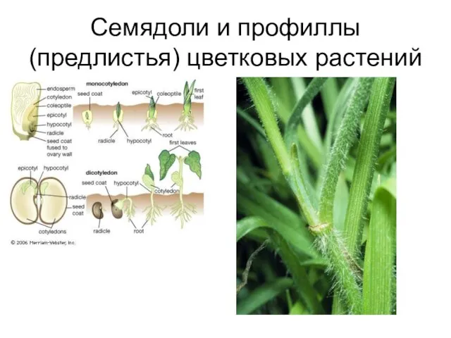 Семядоли и профиллы (предлистья) цветковых растений