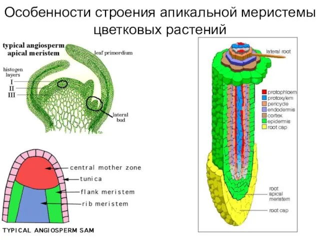 Особенности строения апикальной меристемы цветковых растений