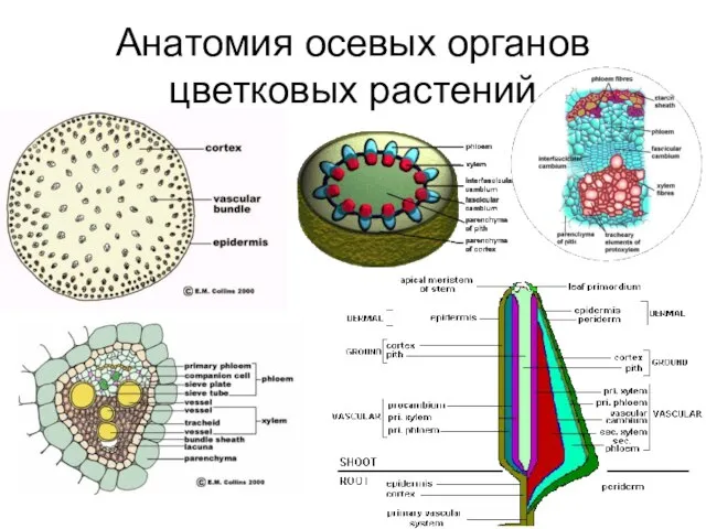 Анатомия осевых органов цветковых растений