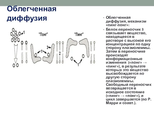 Облегченная диффузия Облегченная диффузия, механизм «пинг-понг»: Белок-переносчик 3 связывает вещество, находящееся