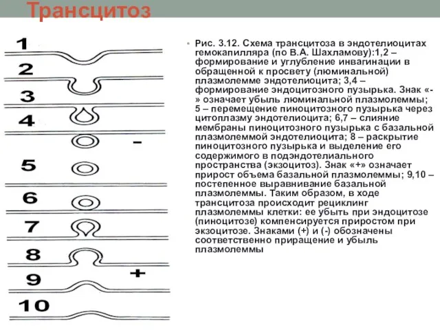 Трансцитоз Рис. 3.12. Схема трансцитоза в эндотелиоцитах гемокапилляра (по В.А. Шахламову):1,2