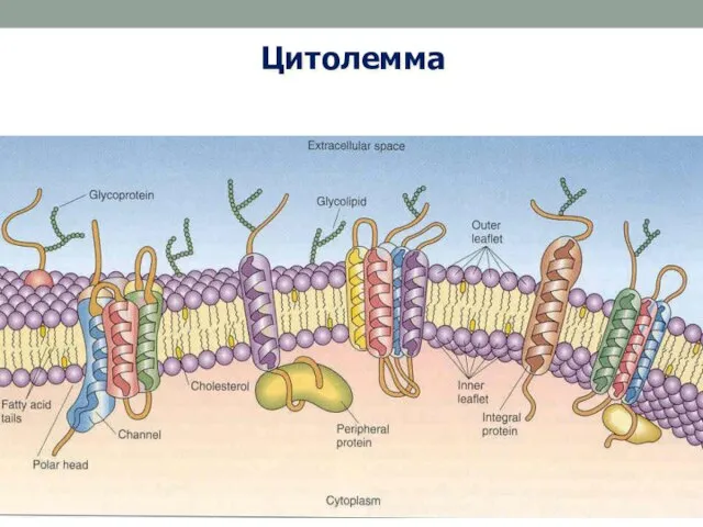 Цитолемма