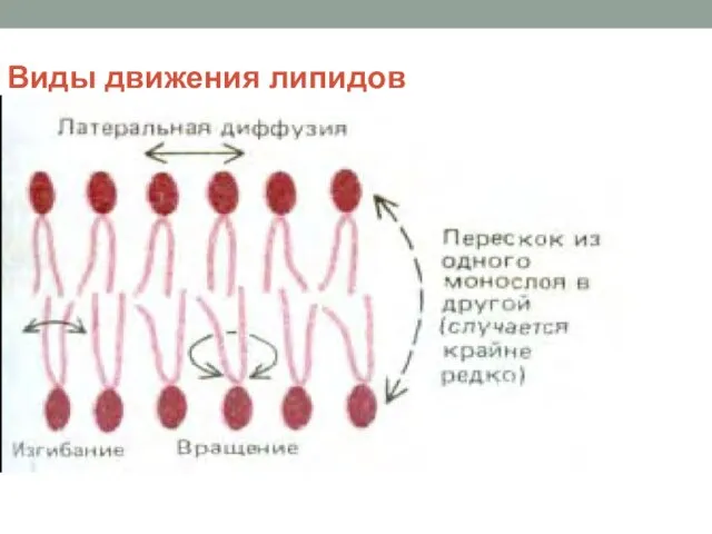 Виды движения липидов