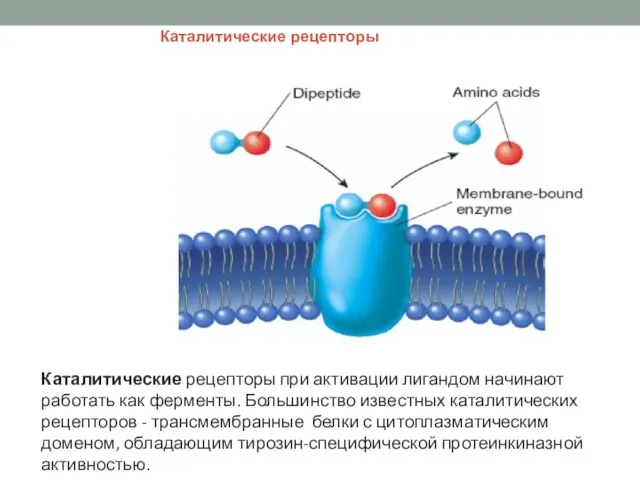 Каталитические рецепторы при активации лигандом начинают работать как ферменты. Большинство известных