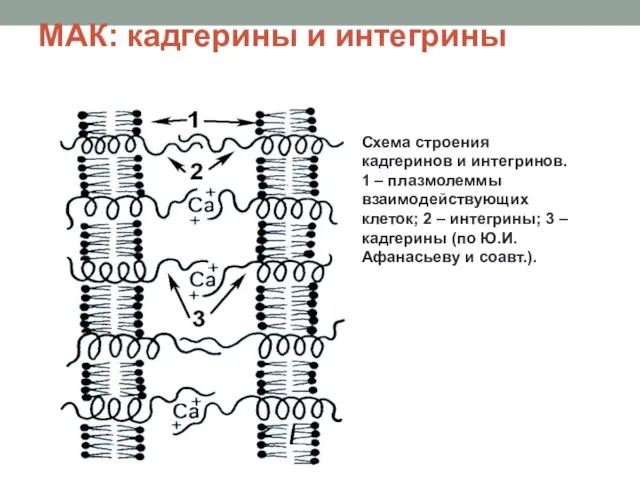 МАК: кадгерины и интегрины Схема строения кадгеринов и интегринов. 1 –