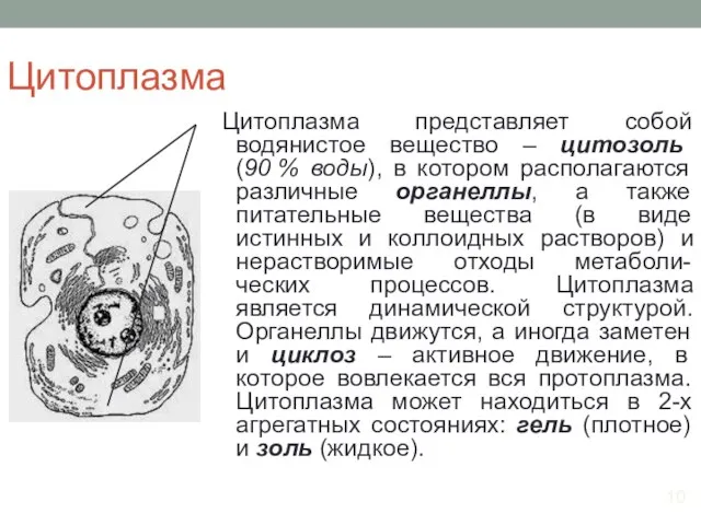 Цитоплазма Цитоплазма представляет собой водянистое вещество – цитозоль (90 % воды),