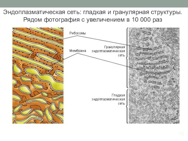 Эндоплазматическая сеть: гладкая и гранулярная структуры. Рядом фотография с увеличением в 10 000 раз 12