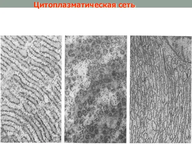Цитоплазматическая сеть