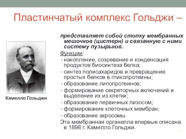 Пластинчатый комплекс Гольджи – представляет собой стопку мембранных мешочков (цистерн) и