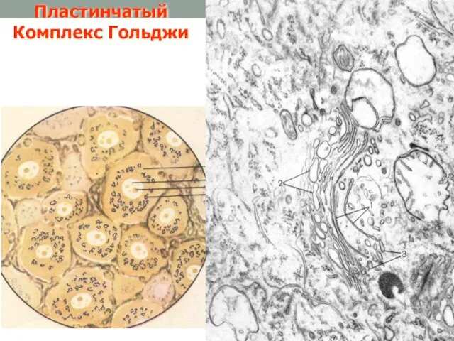 Пластинчатый Комплекс Гольджи