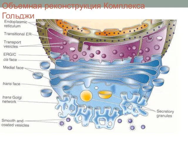 Объемная реконструкция Комплекса Гольджи