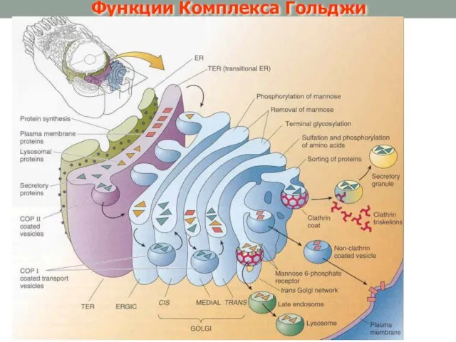 Функции Комплекса Гольджи