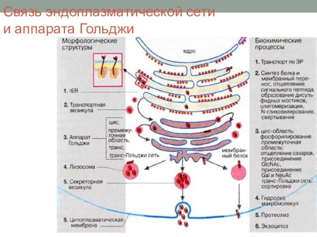 Связь эндоплазматической сети и аппарата Гольджи