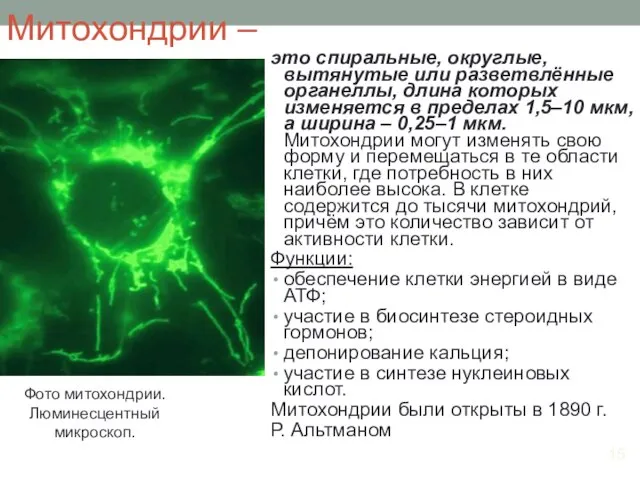 Митохондрии – это спиральные, округлые, вытянутые или разветвлённые органеллы, длина которых