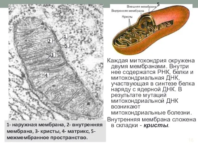 Каждая митохондрия окружена двумя мембранами. Внутри нее содержатся РНК, белки и