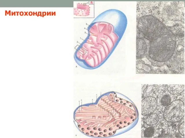 Митохондрии