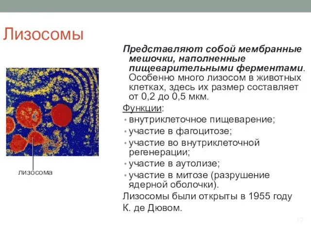 Лизосомы Представляют собой мембранные мешочки, наполненные пищеварительными ферментами. Особенно много лизосом