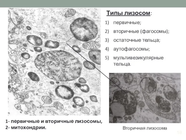 18 1- первичные и вторичные лизосомы, 2- митохондрии. Типы лизосом: первичные;