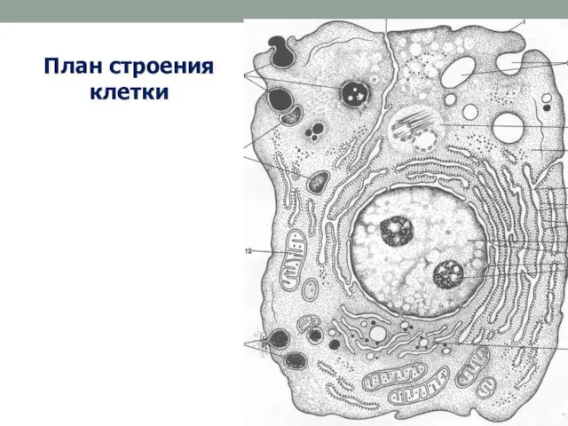 План строения клетки