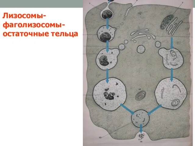 Лизосомы-фаголизосомы-остаточные тельца