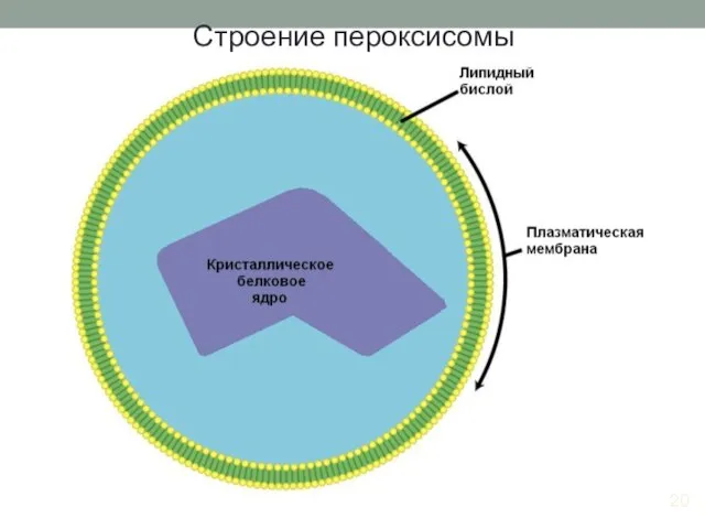 20 Строение пероксисомы