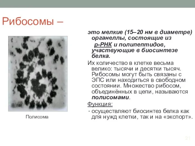 Рибосомы – это мелкие (15–20 нм в диаметре) органеллы, состоящие из