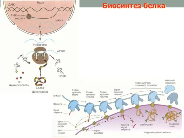 Биосинтез белка
