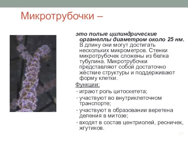 Микротрубочки – это полые цилиндрические органеллы диаметром около 25 нм. В