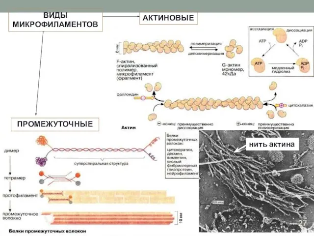ВИДЫ МИКРОФИЛАМЕНТОВ АКТИНОВЫЕ ПРОМЕЖУТОЧНЫЕ нить актина 27