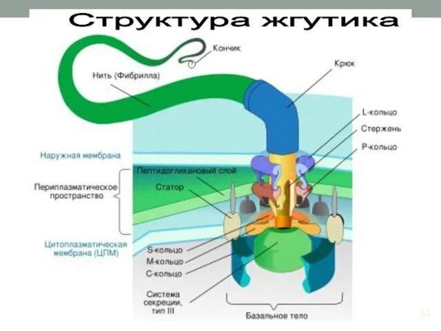 Структура жгутика 34